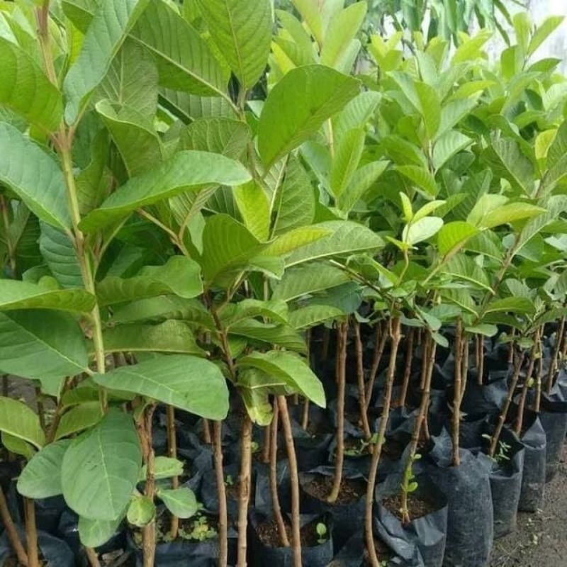 BIBIT TANAMAN JAMBU SUKUN PUTIH