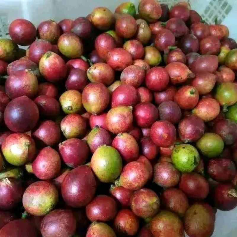 

Buah Matoa/Kelengkeng Papua asli