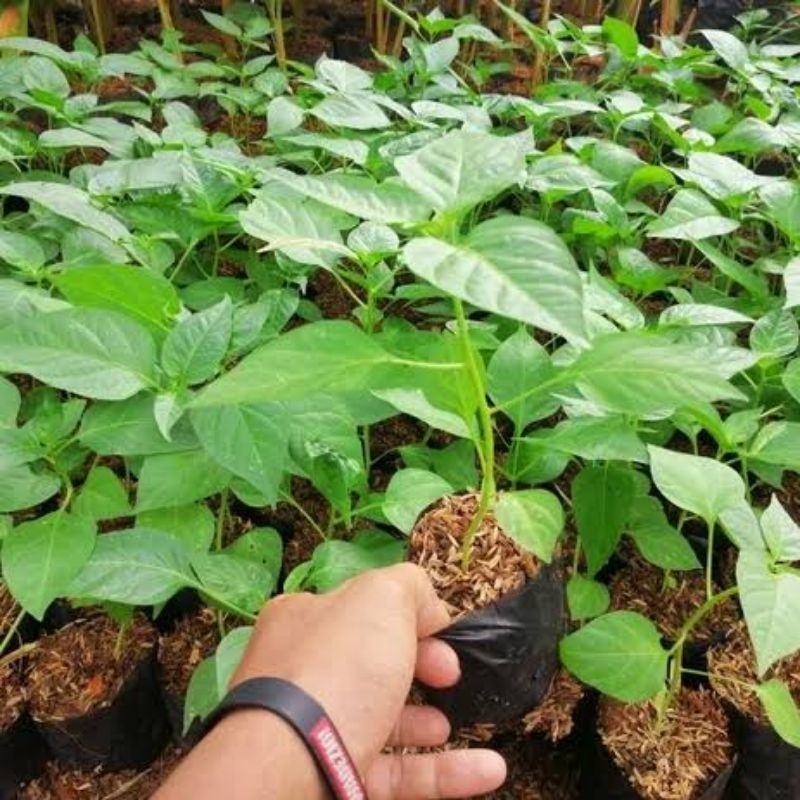 bibit super cabai rawit,cabai keriting,cabai setan