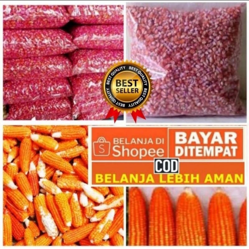 

1 kg jagung kristal super mudah tumbuh// jagung Unyil super