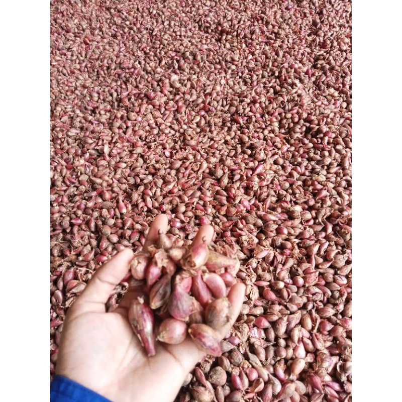 

Bawang Merah Sedengan Asli Brebes