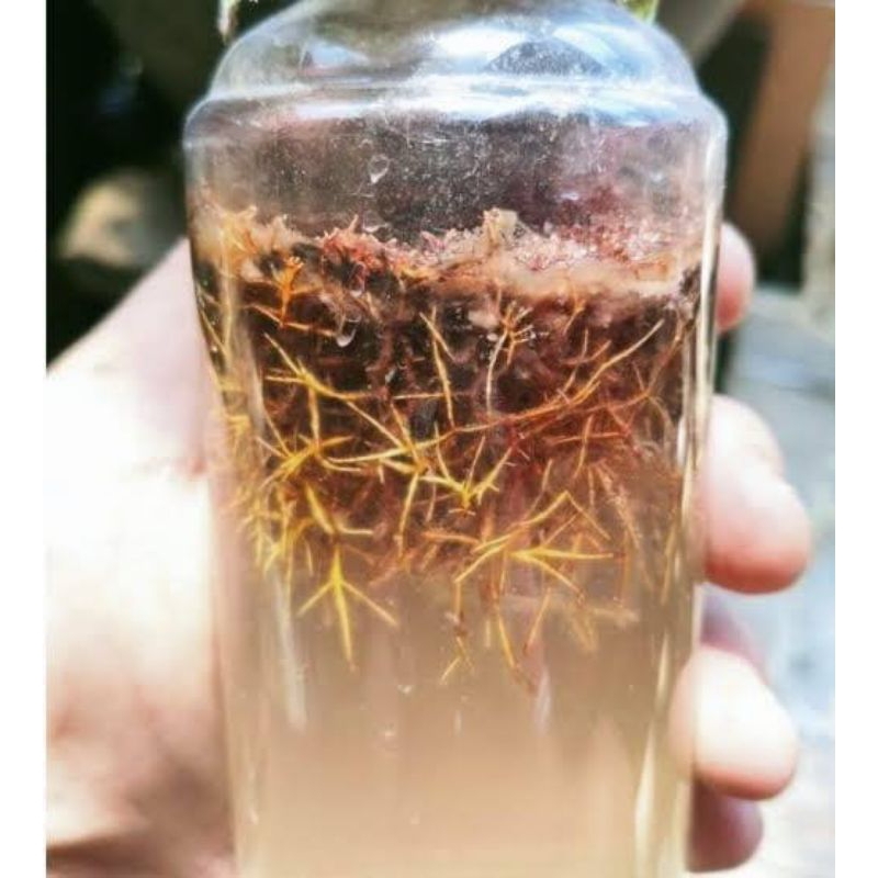 

Sepora biang jamur JAKABA jamur keberuntungan abadi 250 g full jamur (meningkatkan pertumbuhan tanaman)