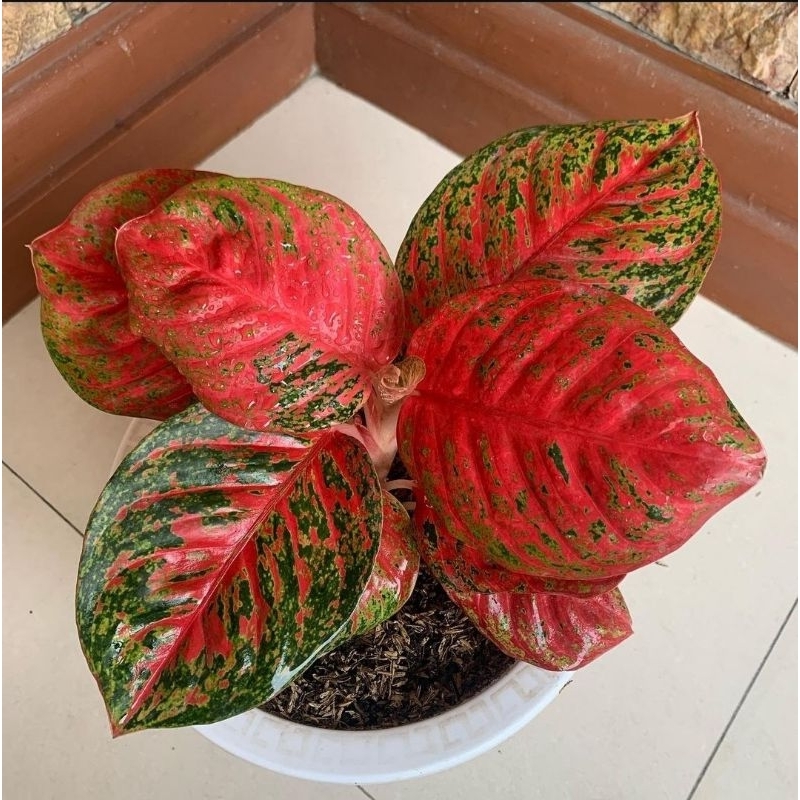 Tanaman Hias Hidup Aglonema WULANDARI-aglonema cantik murah merah