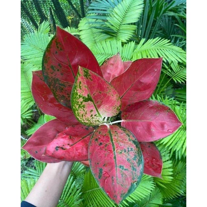 anakan aglonema suksom batik murah