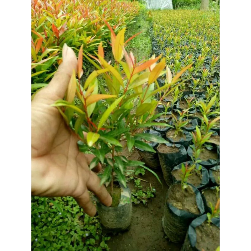 bunga pucuk merah
