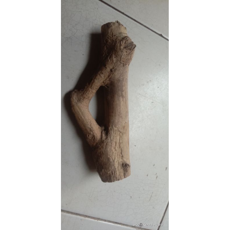 akar Mimang ngurak asli alami