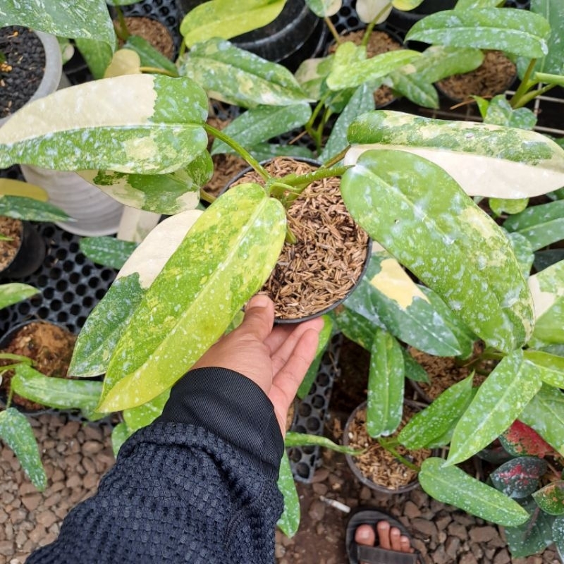 Philodendron Domesticum Varigata