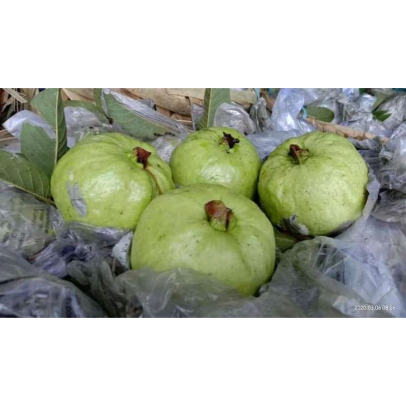 

Jambu Kristal / Jambu Kristal Manis / Kristal fress