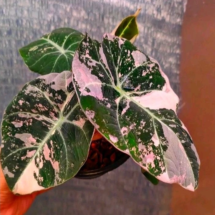 Tanaman Alocasia sanderina nobilis pink- alocasia pink - Tumbuhan hias asli pink - tumbuhan hidup -A