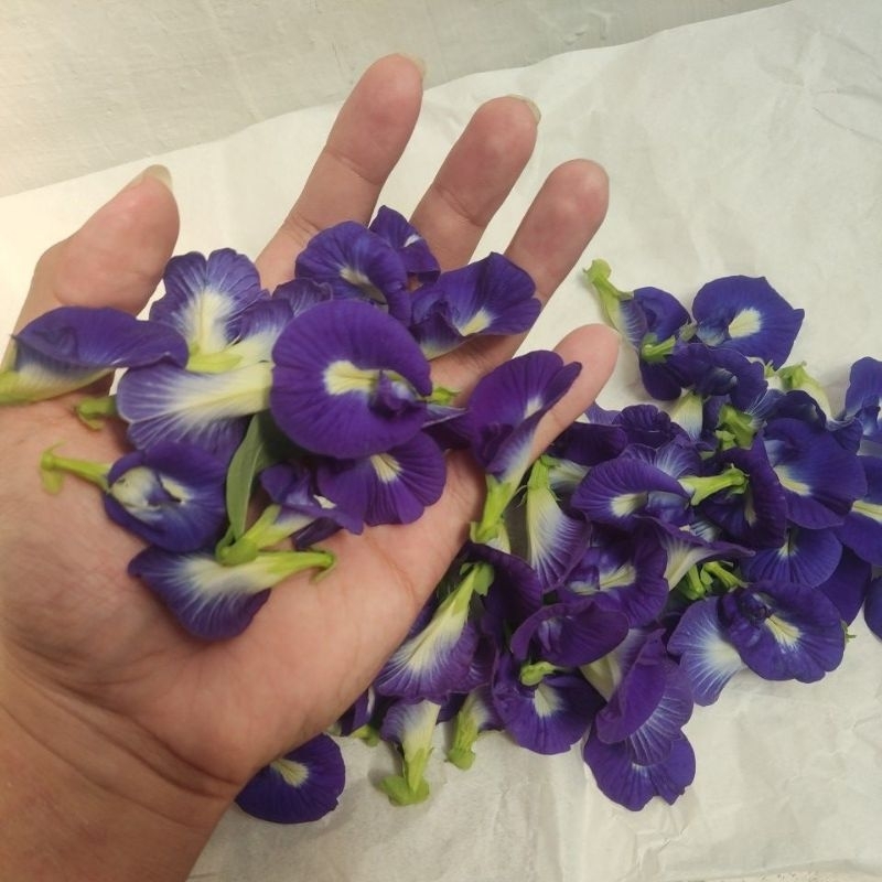 

bahan seduhan teh alami bunga telang