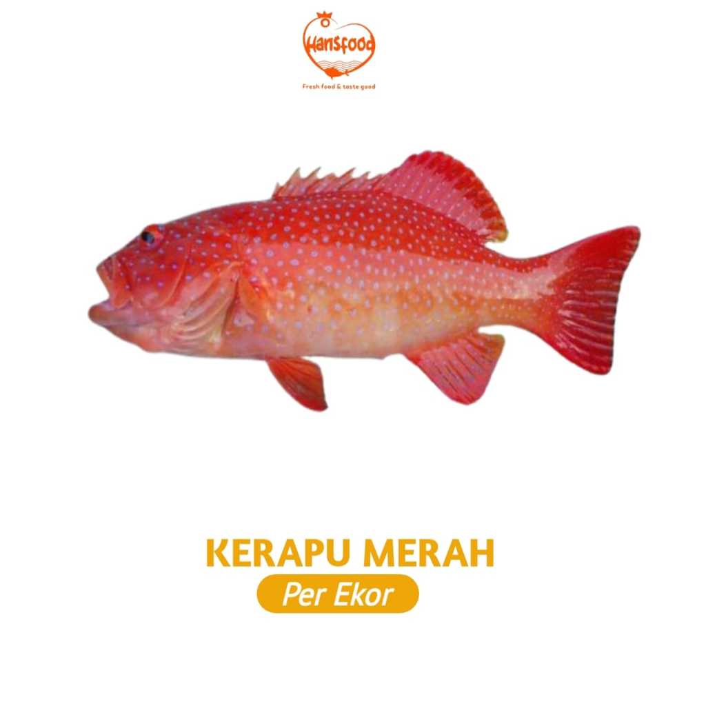 

IKAN KERAPU MERAH