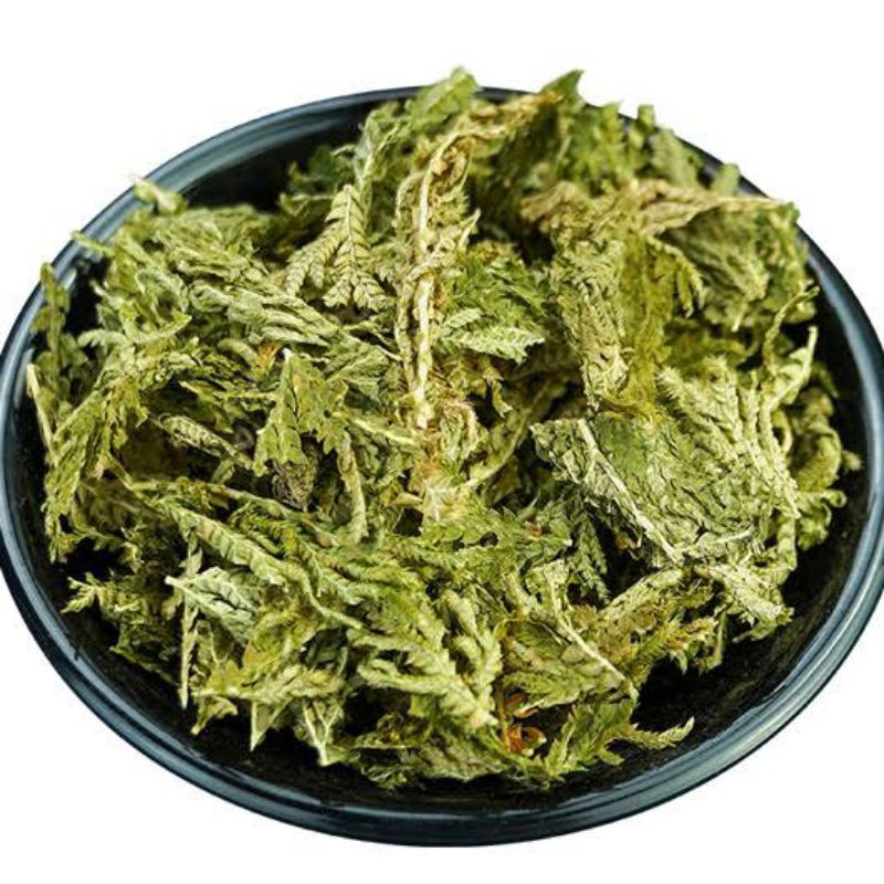 

300 G GR GRAM 石上柏 SHI SHANG BAI SELAGINELLA DOEDERLEINII HIERON