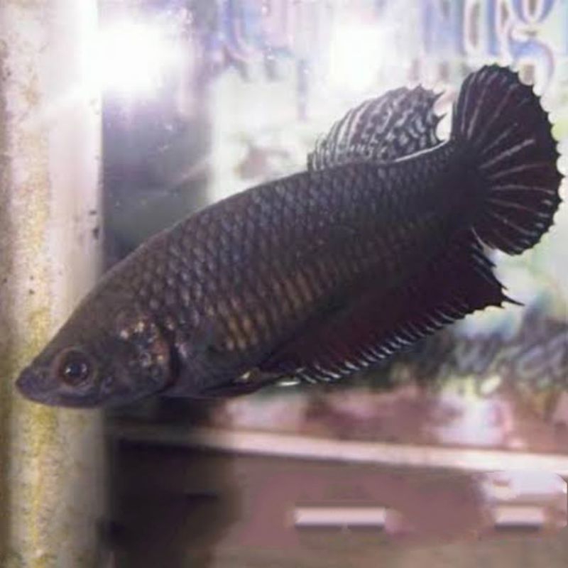 Cupang Fighter Aduan Betina Import Ipoh Malaysia Original Indukan Top Champion