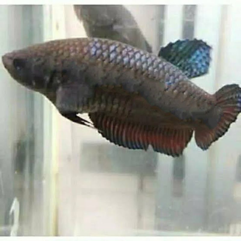 Cupang Fighter Aduan Betina Import New Sakai Original Indukan Top Champion