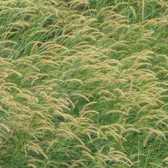 Termurah - Bibit Benih Yellow Pennisetum Polystachion Grass (500 Butir)