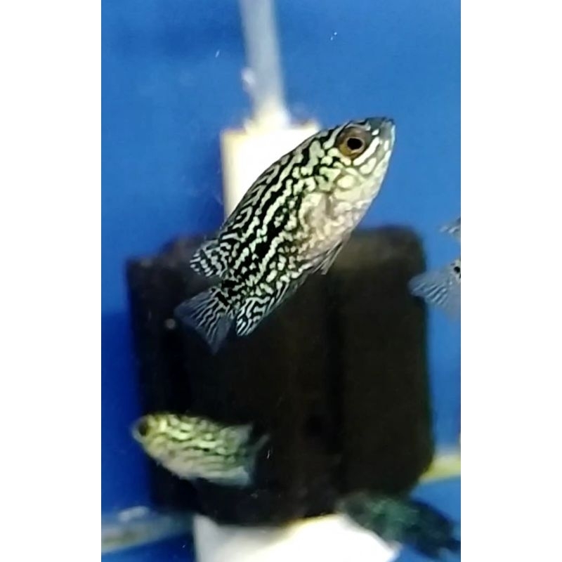 F3 Thailand Original by 918 LOUHAN KAMFA