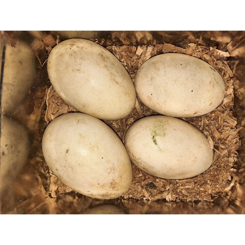 

Telur Angsa/Soang Busuk 1 Butir