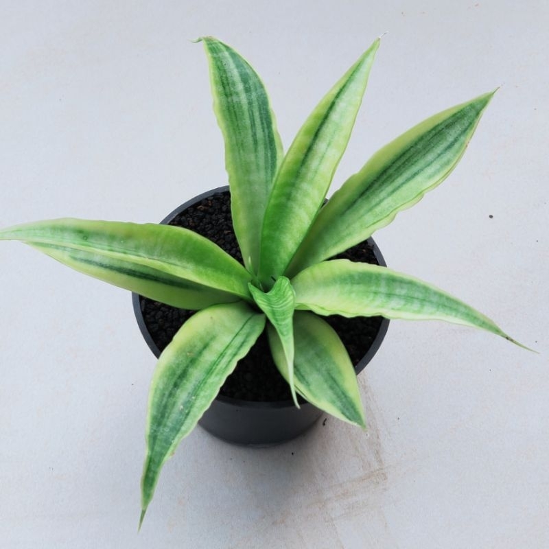 sansevieria uganda varigata