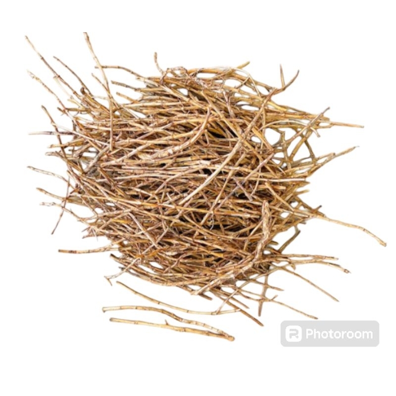 

akar Alan Alan segar/free