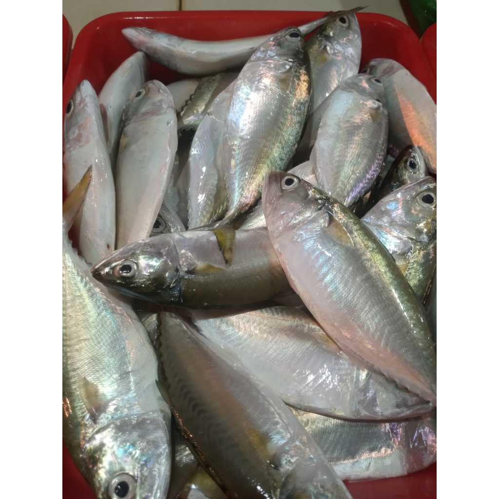 

Ikan Kembung Banjar Segar