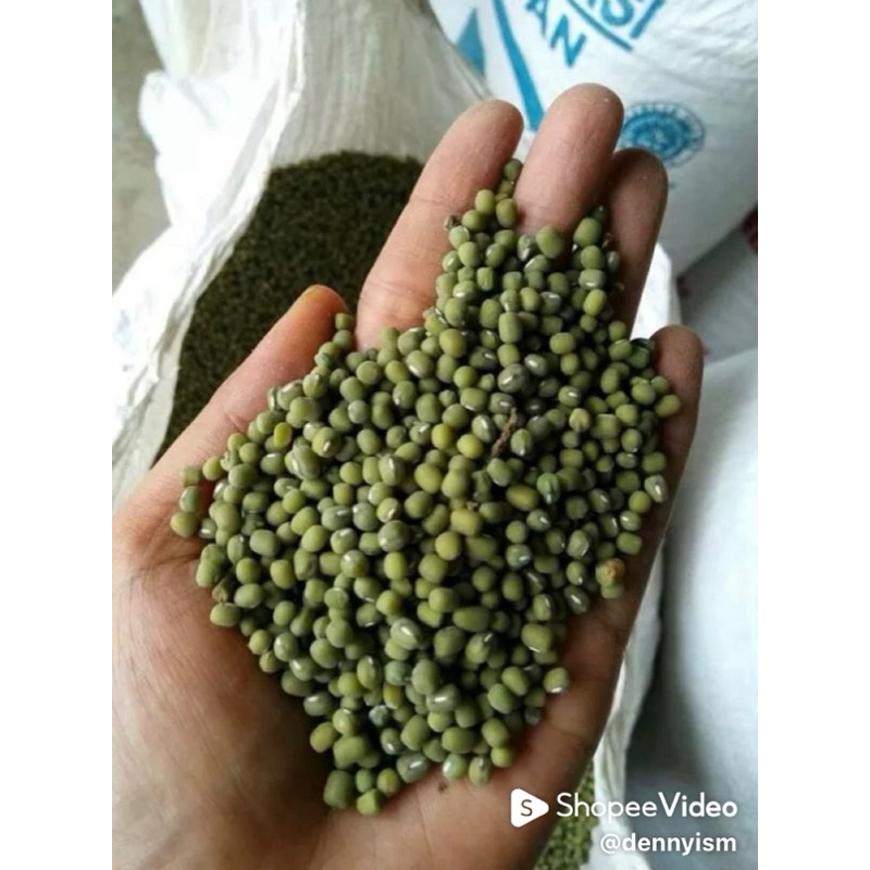 

kacang hijau