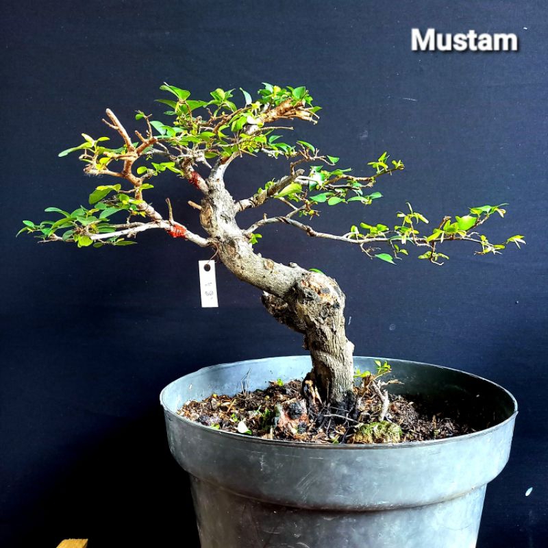 Mustam prospek