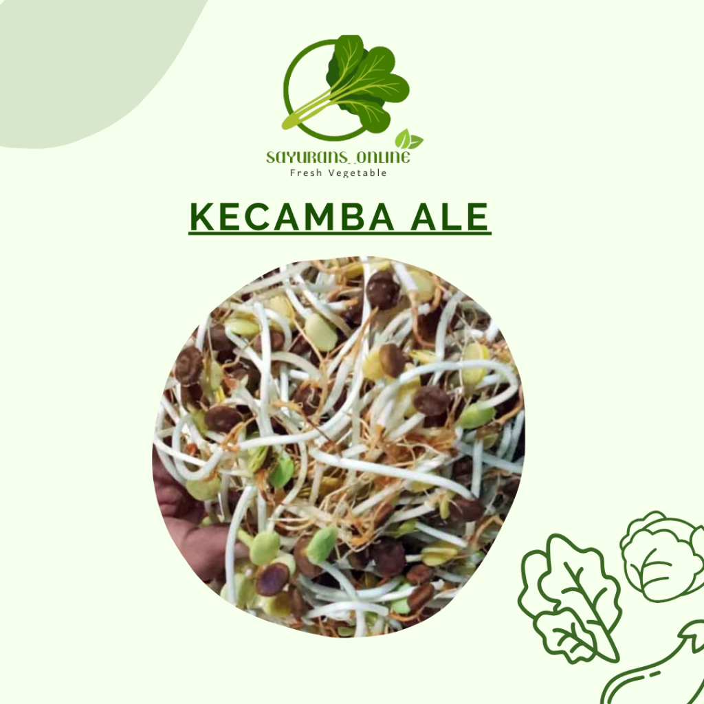 

cambah ale 100gram