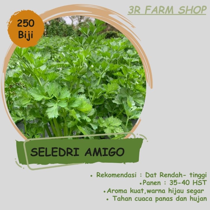 Benih Repack Seledri BAMBY isi 500 Biji