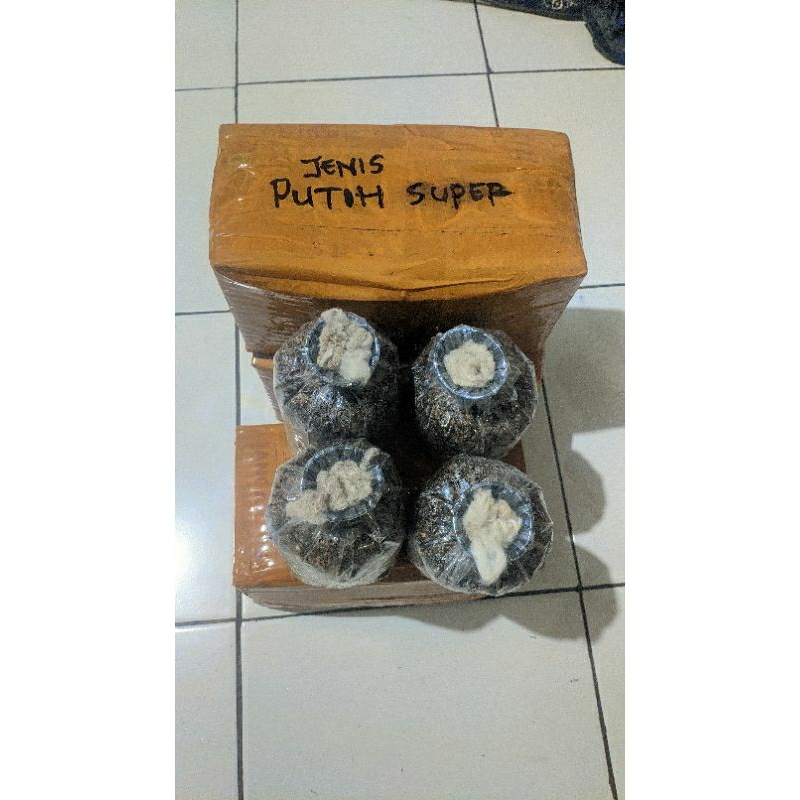 COD TERMURAH 4 PCS BIBIT JAMUR MERANG PUTIH SUPER 40RIBUAN