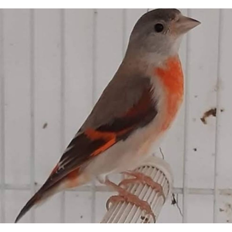 BURUNG RED SISKIN KELASIK BETINA