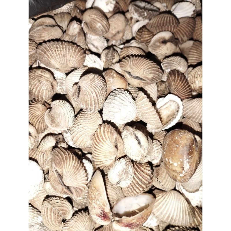 

KULIT KERANG DARA 1 KG CANGKANG KERANG DARA