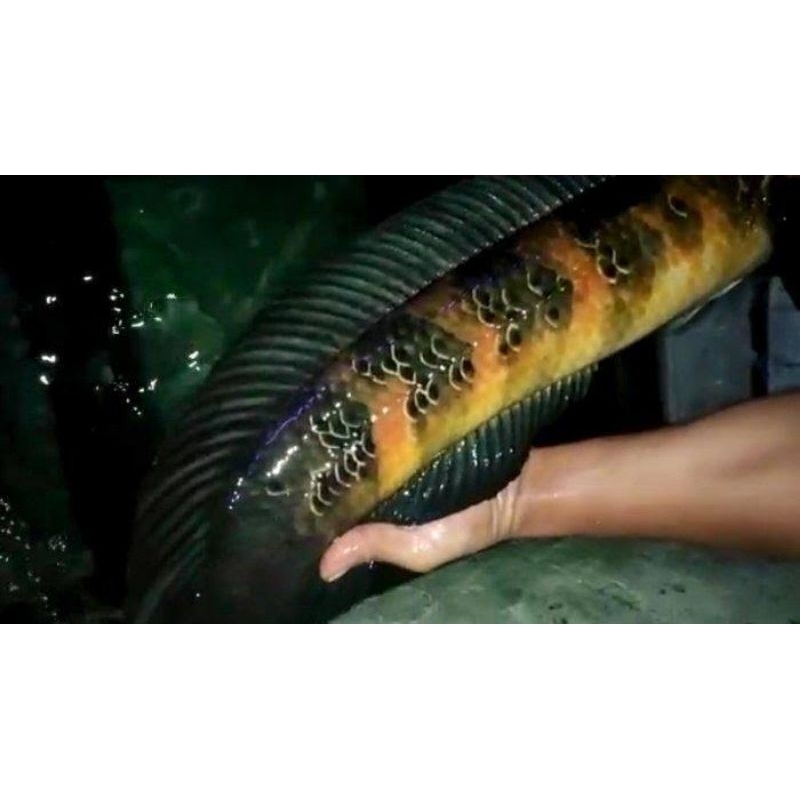 red barito 5-7 cm gondrong bar rapi full pelet grade a++