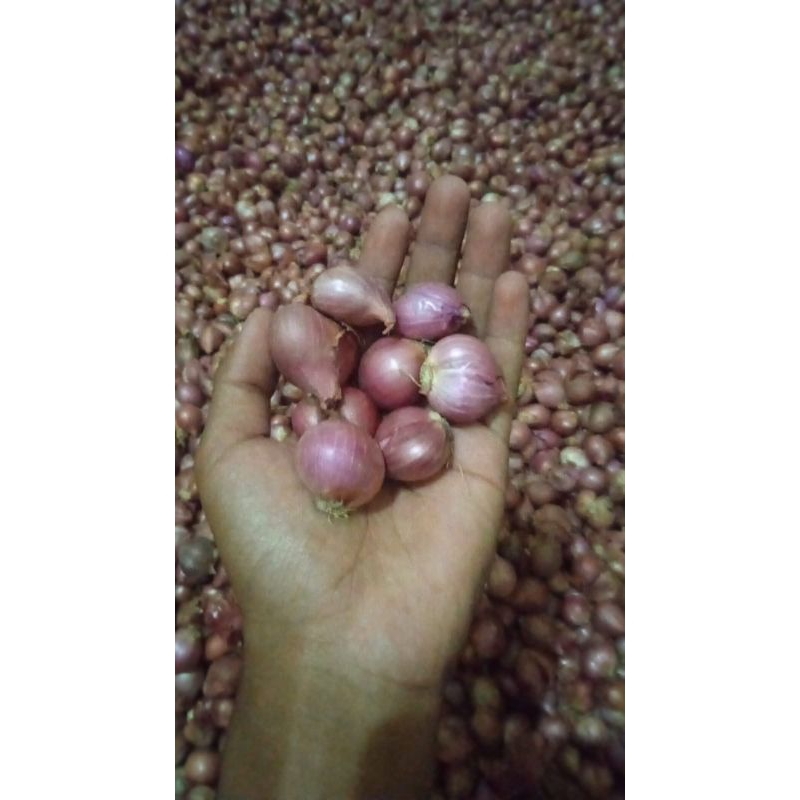 

bawang merah