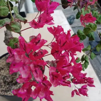 Bibit Tanaman Hias Bugenvil Black Maria ORIAN | Bunga Bougenville Black Maria Super Cantik