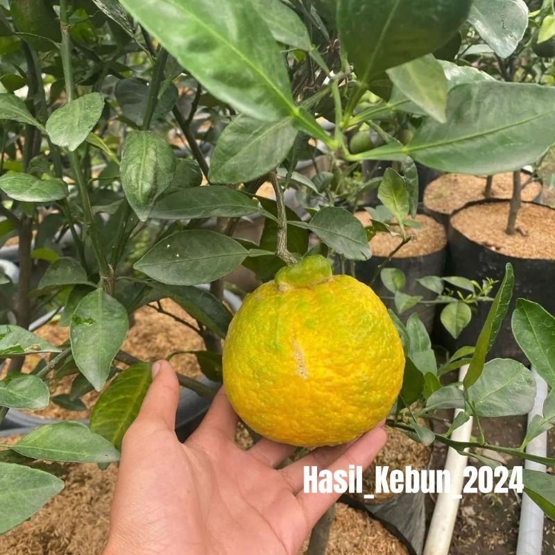 Bibit Jeruk Dekopon Super