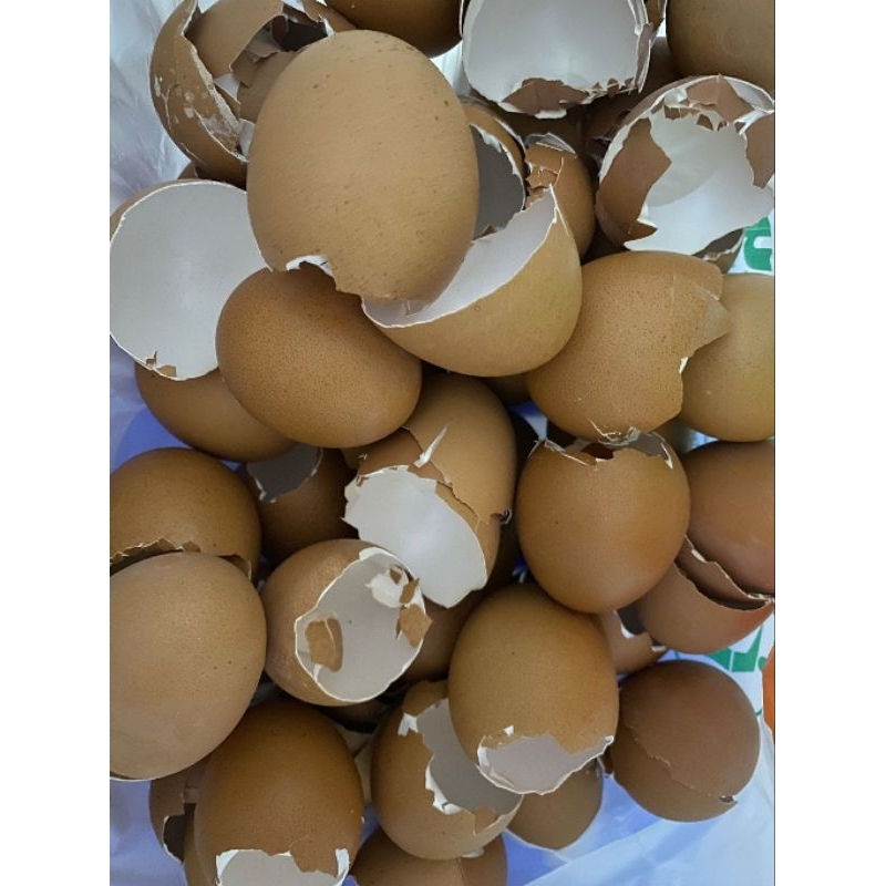 

Cangkang Telur / Cangkang telor bersih agak utuh mulus