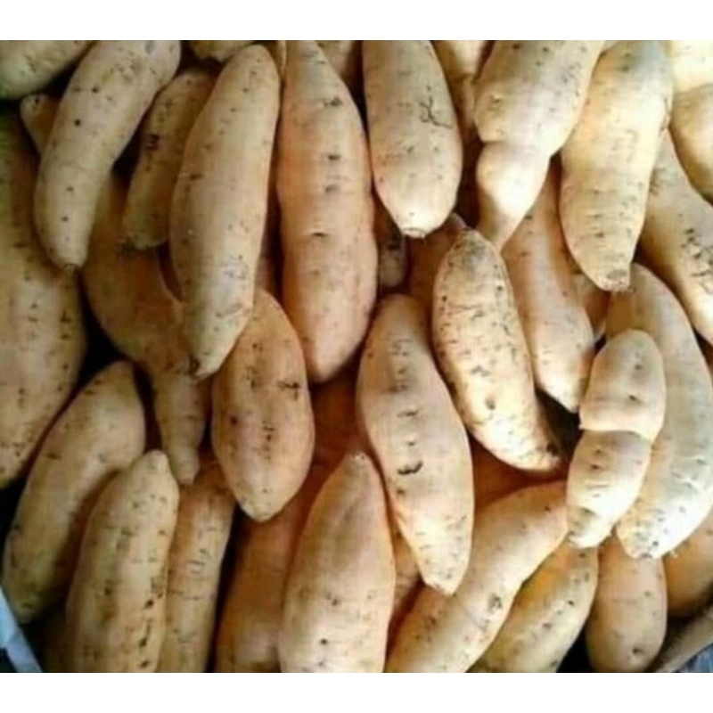 

Ubi putih 1000gram