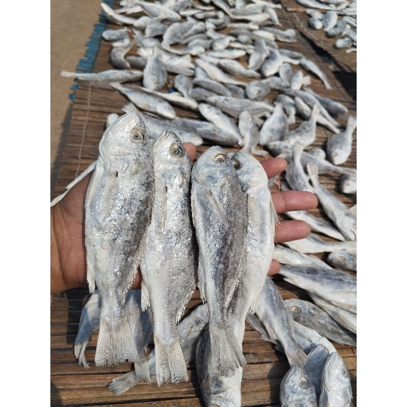

IKAN SANGGE Termurah 500Gram