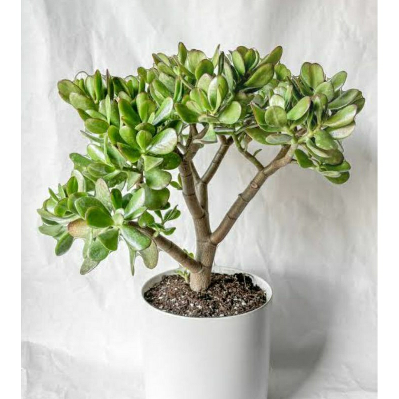 bibit bonsai Jade plant