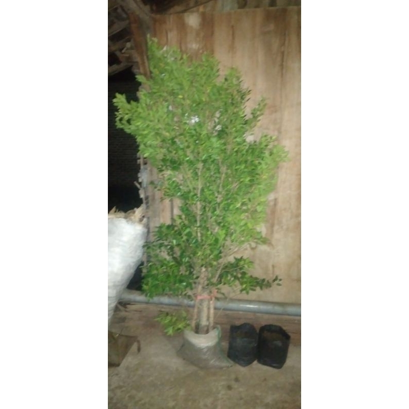 Bahan bonsai cangkokan beringin kimeng, setang motor