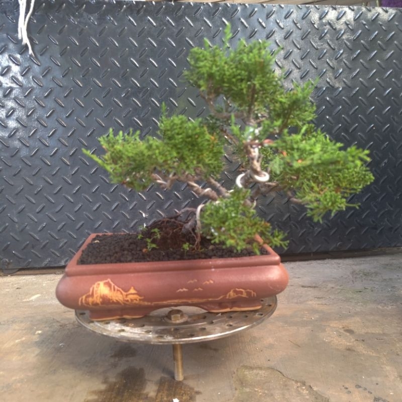 cemara juniperus sargenti / cemara sargenti