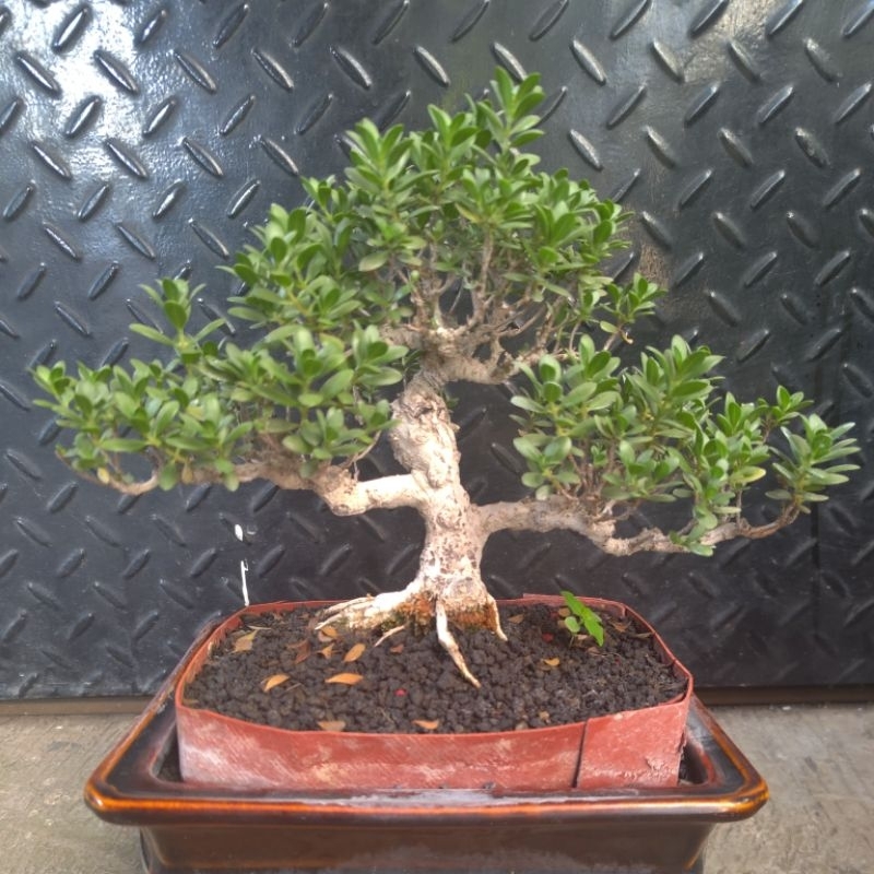 Bonsai Santigi tanaman santigi