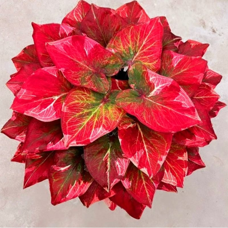 Tanaman Hias Keladi Thailand Series Red Blood Bunga Hias Keladi Caladium Anakan Murah BUKAN BONGGOL 