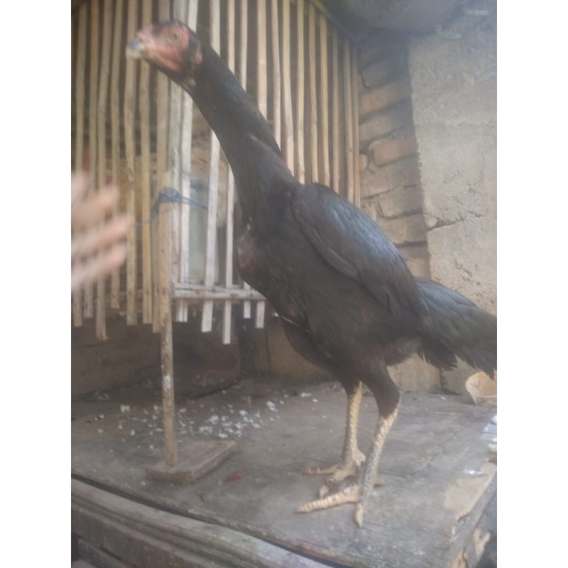 

telur ayam mangon fertil