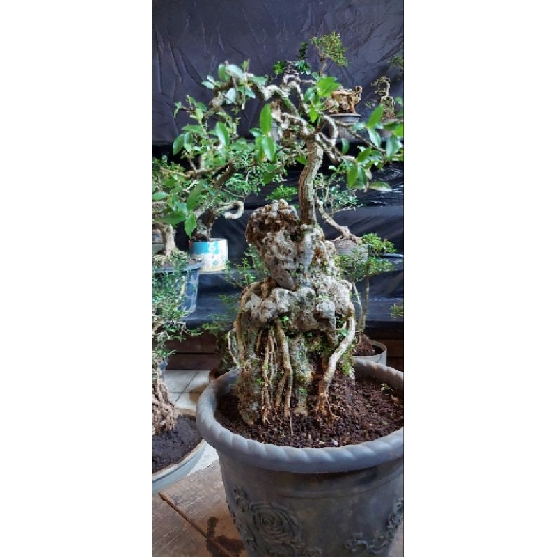 Sakura Mikro On the rock siap pajang