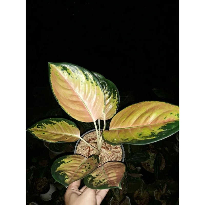 aglaonema sultan brunei