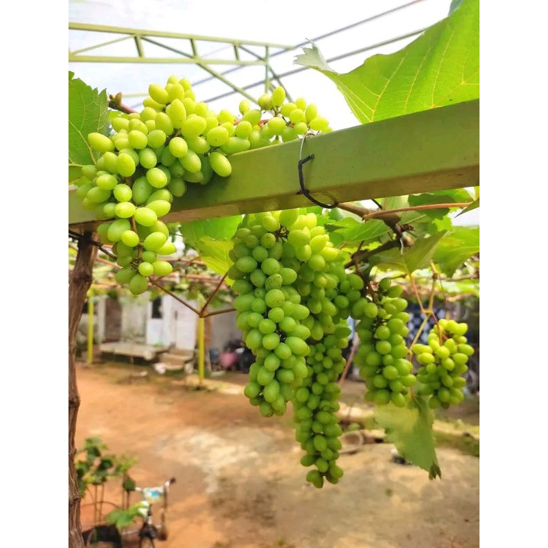 POHON BUAH ANGGUR IMPOR GRAFTING (CORNY CRISTAL)