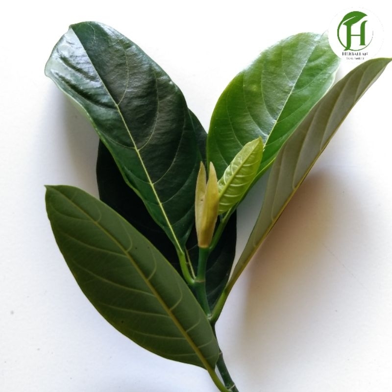 

Daun Nangka Segar 1 kg