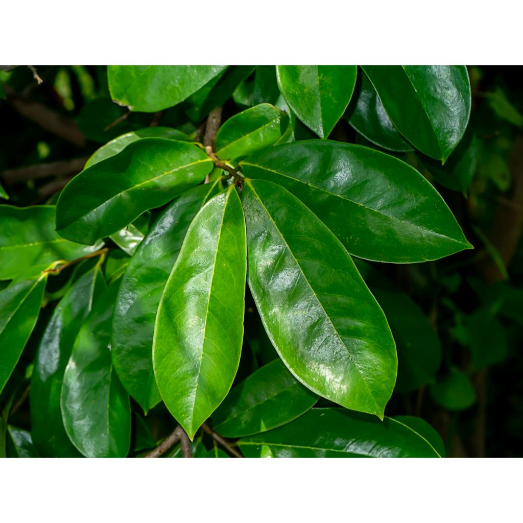 

Daun Sirsak segar tua 100 lembar 100℅ anti bahan kimia Fresh