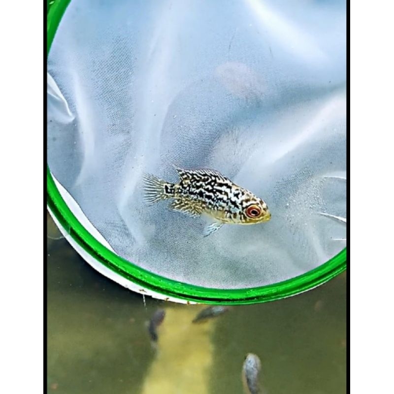 Burayak Kamfa F3 size 2 cm